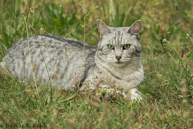 Canon EOS 7D Mark II; EF100-400mm f/4.5-5.6L IS USM; 340 mm; 1/125 Sek. bei f / 5,6; 