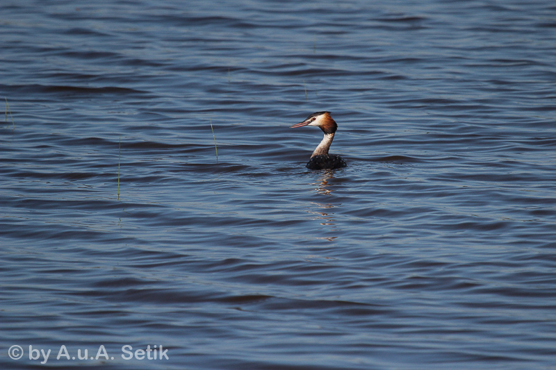 Canon EOS 600D; EF100-400mm f/4.5-5.6L IS USM; 400 mm; 1/4000 Sek. bei f / 5,6; 