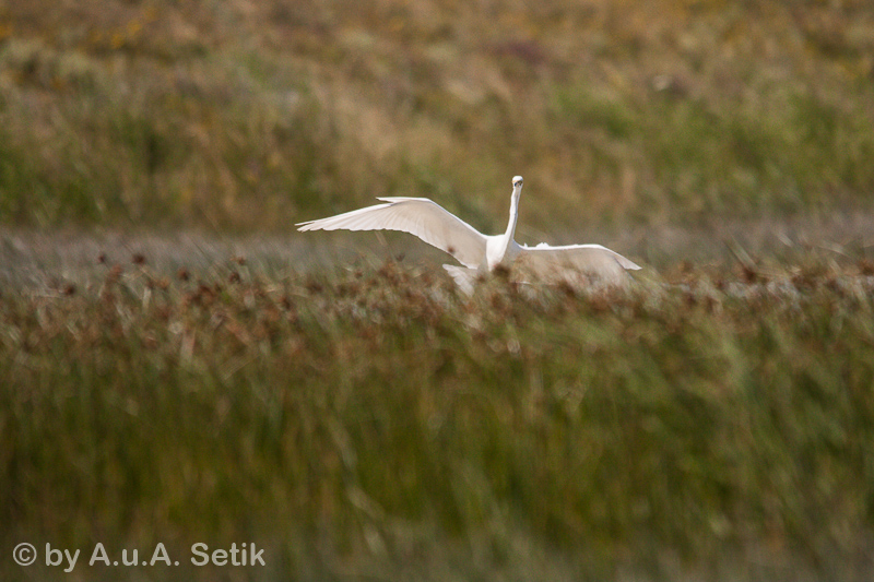 Canon EOS 40D; 150-500mm; 500 mm; 1/4000 Sek. bei f / 6,3; 