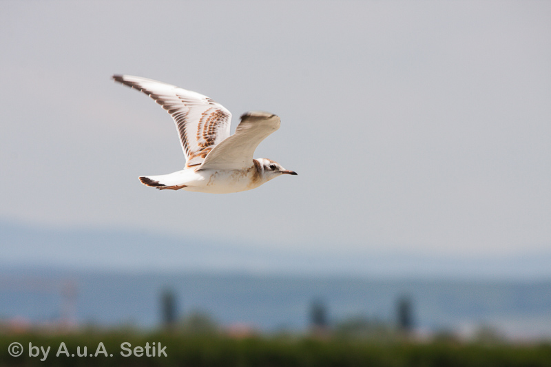 Canon EOS 40D; 150-500mm; 500 mm; 1/400 Sek. bei f / 11; 