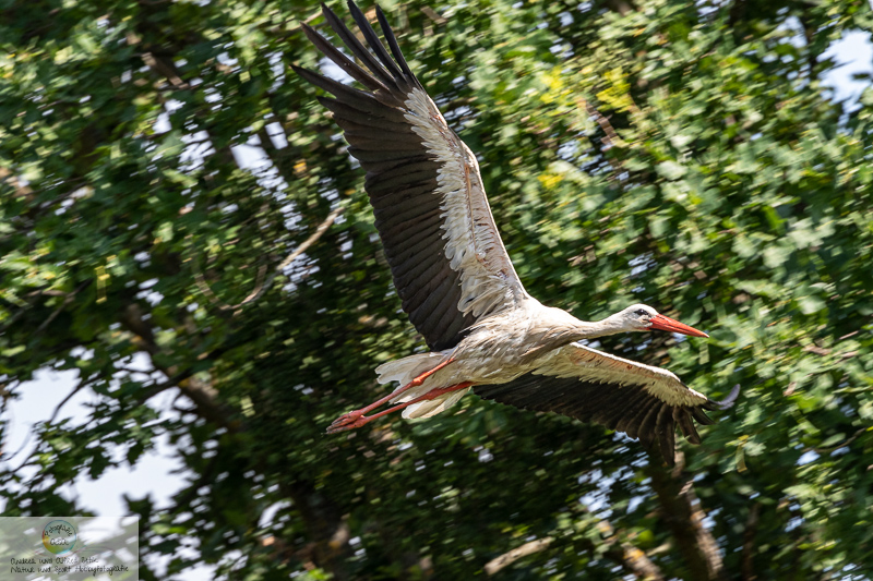 Canon EOS 7D Mark II, EF100-400mm f/4.5-5.6L IS II USM, 400 mm, 1/400 Sek. bei f / 8,0