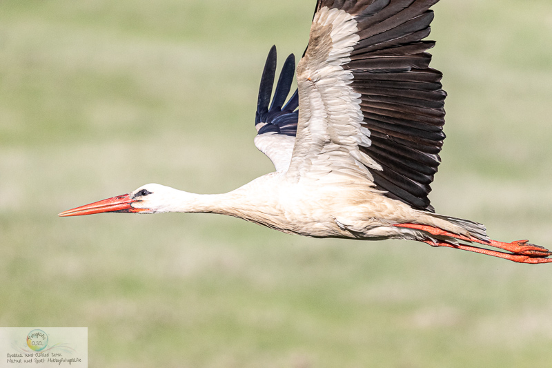 Canon EOS 7D Mark II, EF100-400mm f/4.5-5.6L IS II USM, 400 mm, 1/8000 Sek. bei f / 5,6