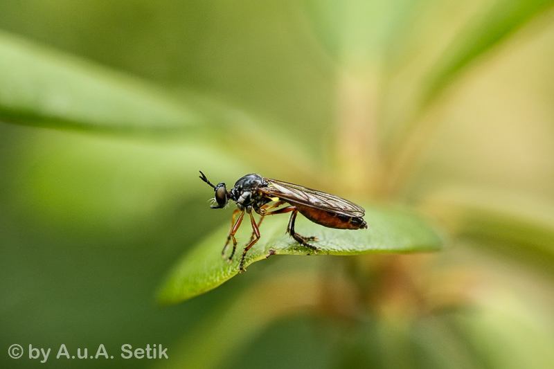 Canon EOS 7D Mark II; EF100mm f/2.8L Macro IS USM; 100 mm; 1/800 Sek. bei f / 4,0; 