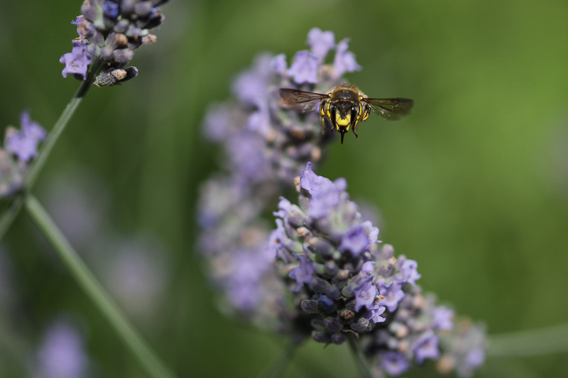 Canon EOS 600D; 105mm; 105 mm; 1/3200 Sek. bei f / 2,8; 