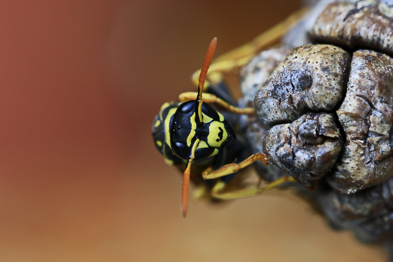 Canon EOS 7D Mark II; EF100mm f/2.8L Macro IS USM; 100 mm; 1/30 Sek. bei f / 8,0; 