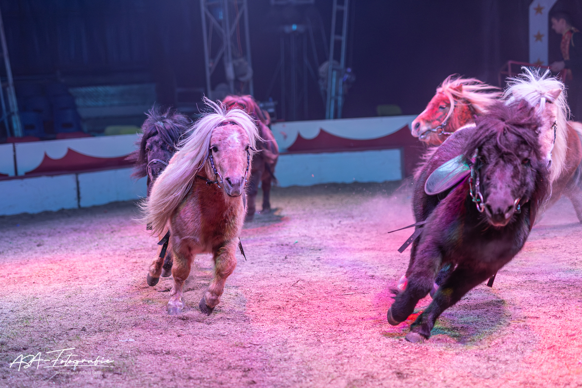 Cirkus Candy