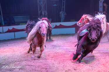 Cirkus Candy