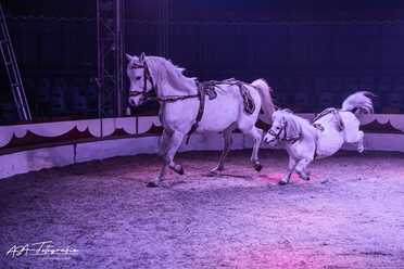 Cirkus Candy