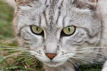 Tierische Freunde