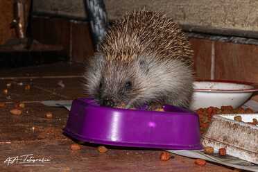 Igel in unserem Garten