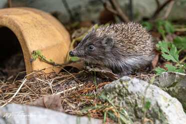 Igel in unserem Garten