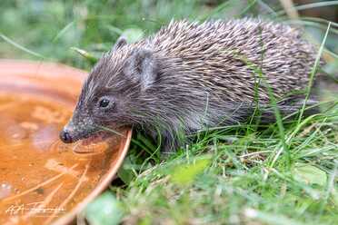 Igel in unserem Garten