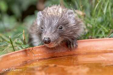 Igel in unserem Garten