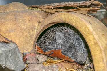 Igel in unserem Garten