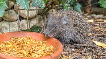 Igel in unserem Garten