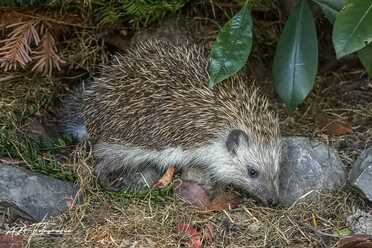 Igel in unserem Garten