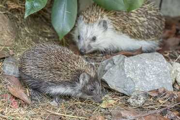 Igel in unserem Garten