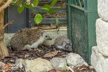 Igel in unserem Garten