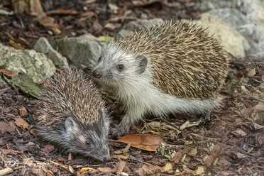 Igel in unserem Garten