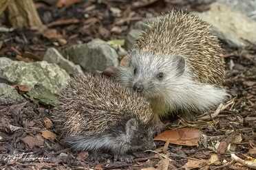 Igel in unserem Garten