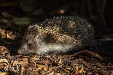 Igel in unserem Garten
