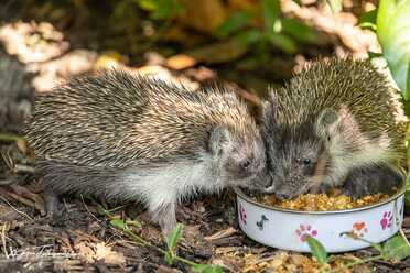 Igel in unserem Garten