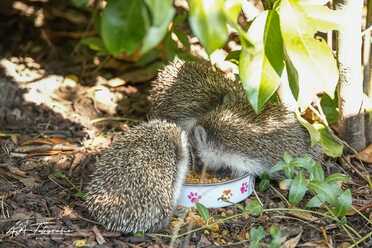 Igel in unserem Garten
