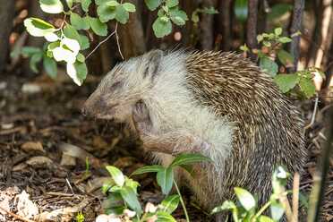 Igel in unserem Garten