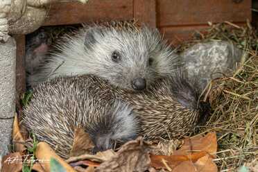 Igel in unserem Garten