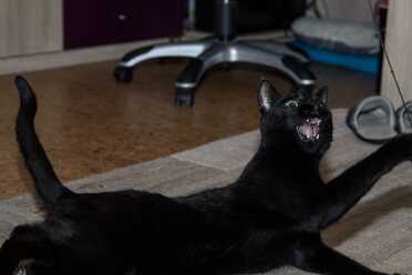 Salem_001