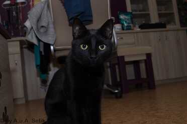 Salem_002