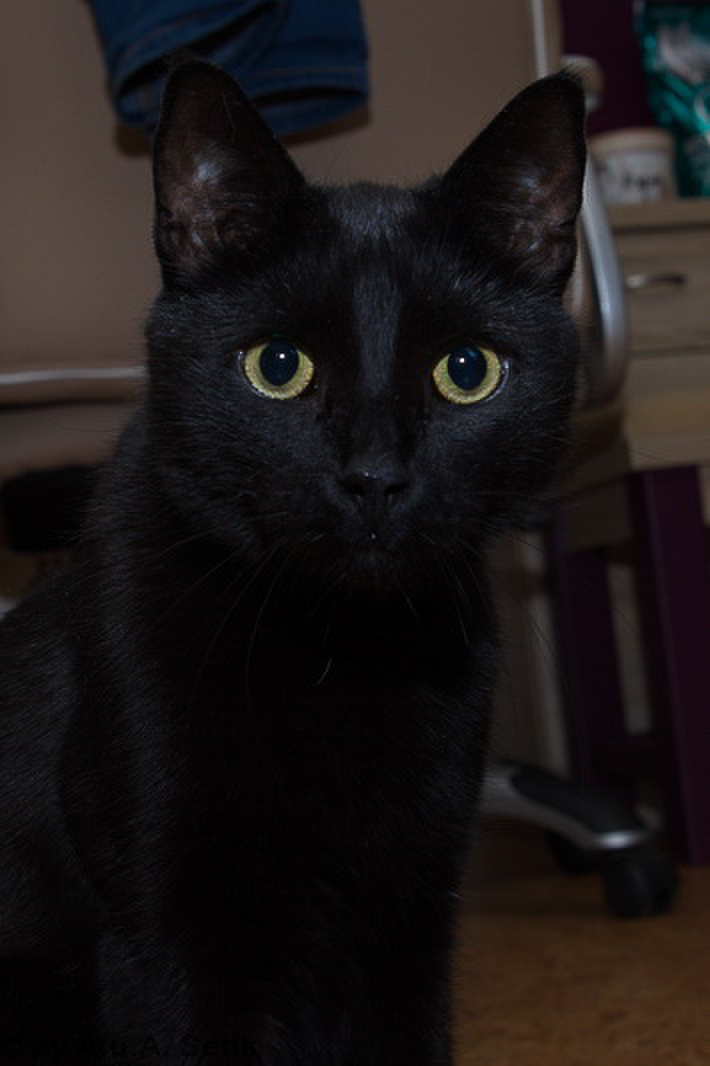 Salem_003