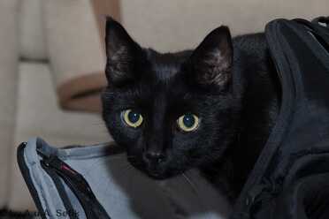 Salem_004