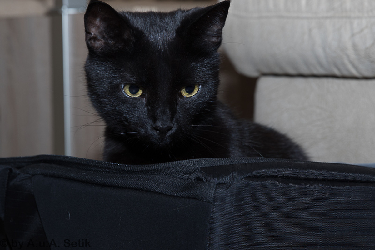 Salem_005