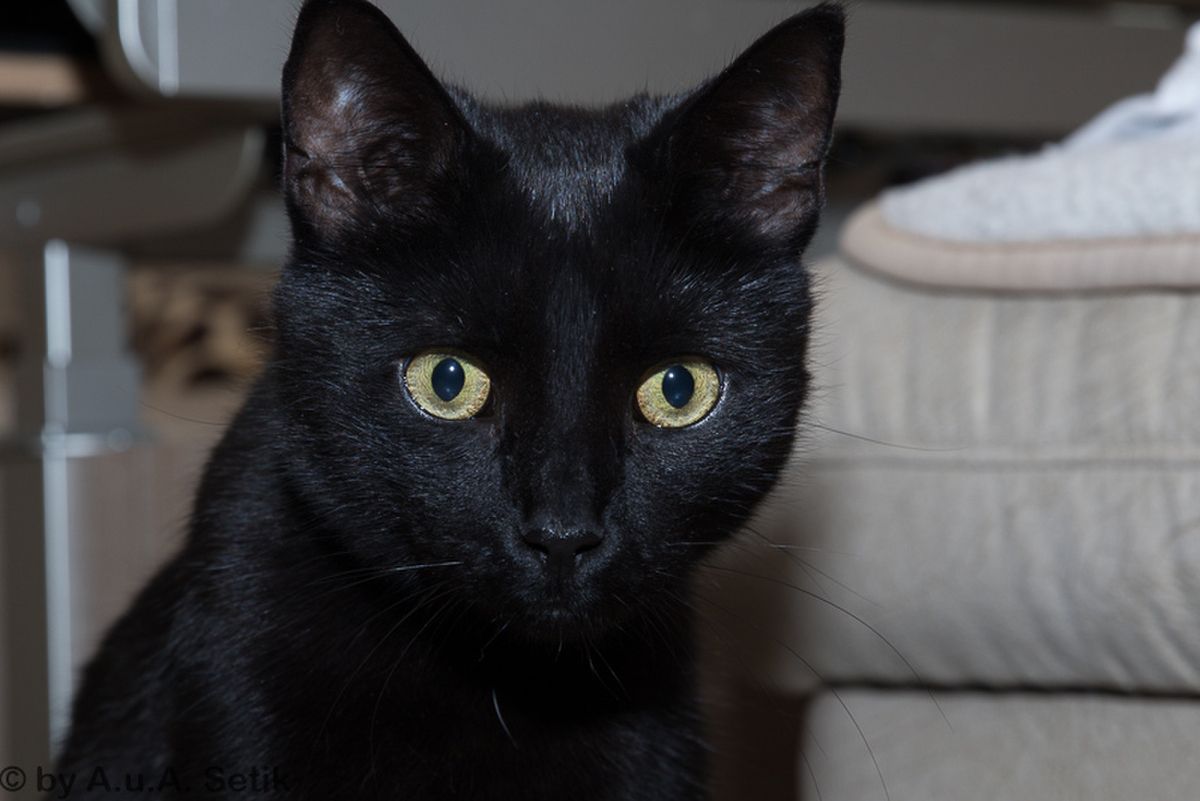 Salem_006