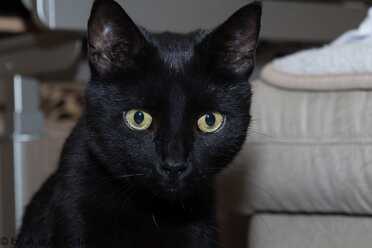 Salem_006