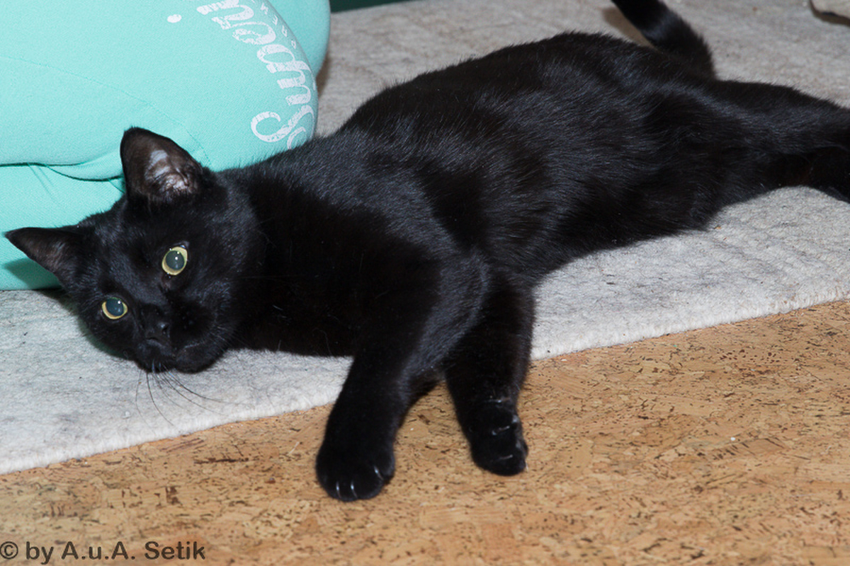 Salem_007