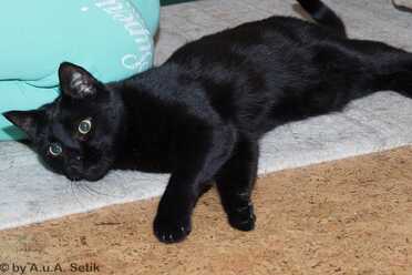 Salem_007