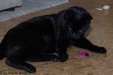 Salem_008