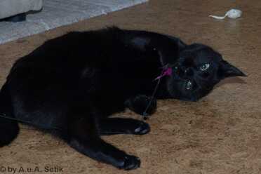 Salem_009