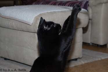 Salem_010