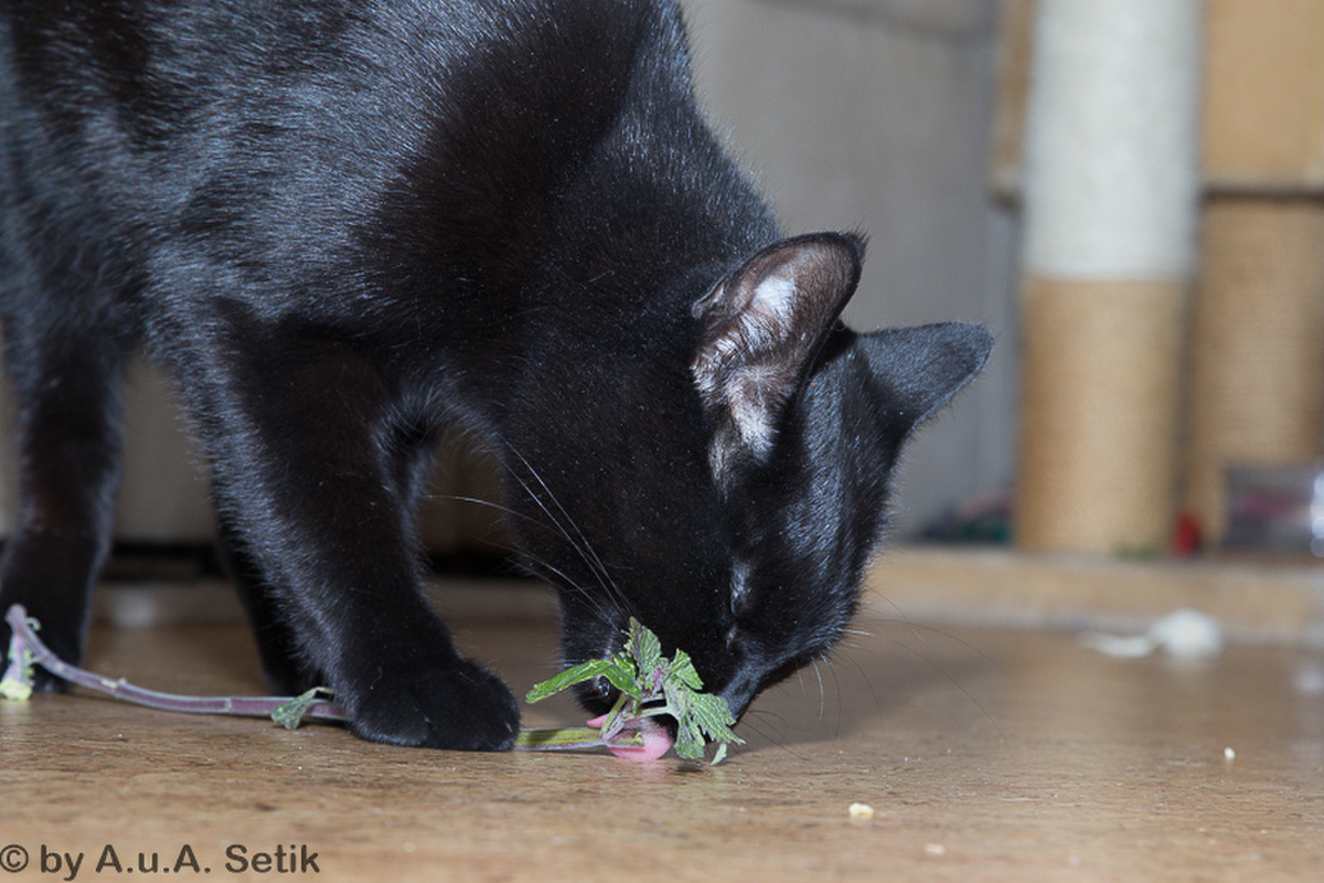 Salem_011