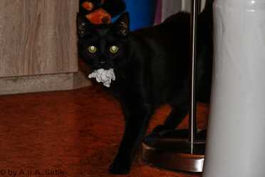Salem_012