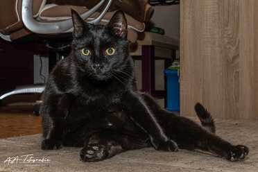 Salem_013