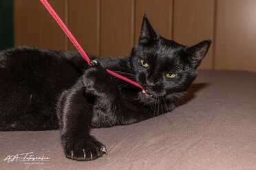 Salem_014