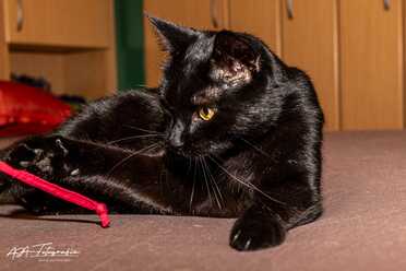 Salem_015