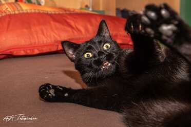Salem_016