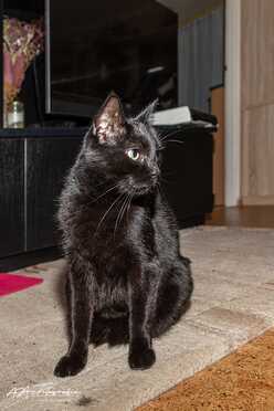 Salem_017