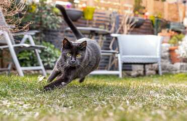 Salem_018