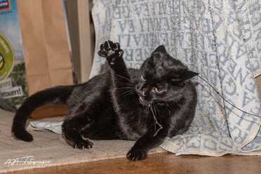 Salem_019